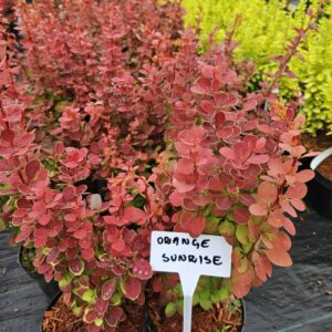 Berberis thunbergii 'Orange Sunrise' oranžikaspunase lehestikuga kukerpuu