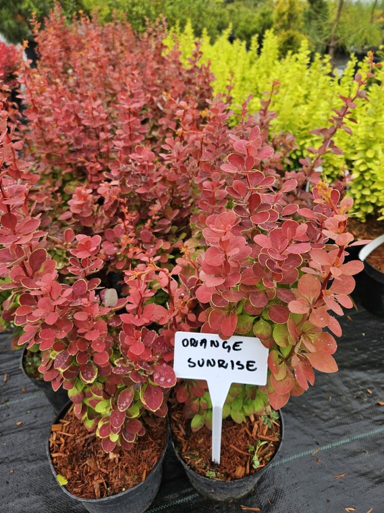 Berberis thunbergii 'Orange Sunrise' oranžikaspunase lehestikuga kukerpuu