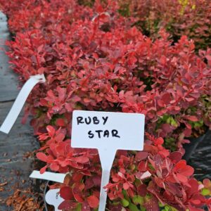 Berberis thunbergii 'Ruby Star' rubiinpunase lehestikuga kompaktne kukerpuu