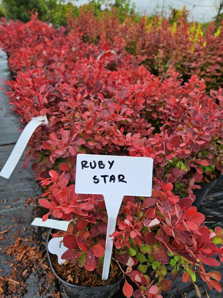 Berberis thunbergii 'Ruby Star' rubiinpunase lehestikuga kompaktne kukerpuu