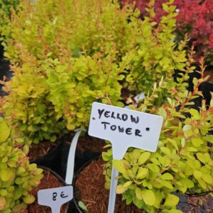 Berberis thunbergii 'Yellow Tower' kollase lehestikuga sammasjas kukerpuu