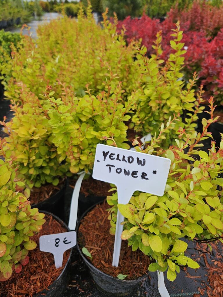 Berberis thunbergii 'Yellow Tower' kollase lehestikuga sammasjas kukerpuu