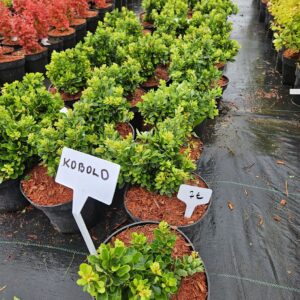 Berberis thunbergii 'Kobold'