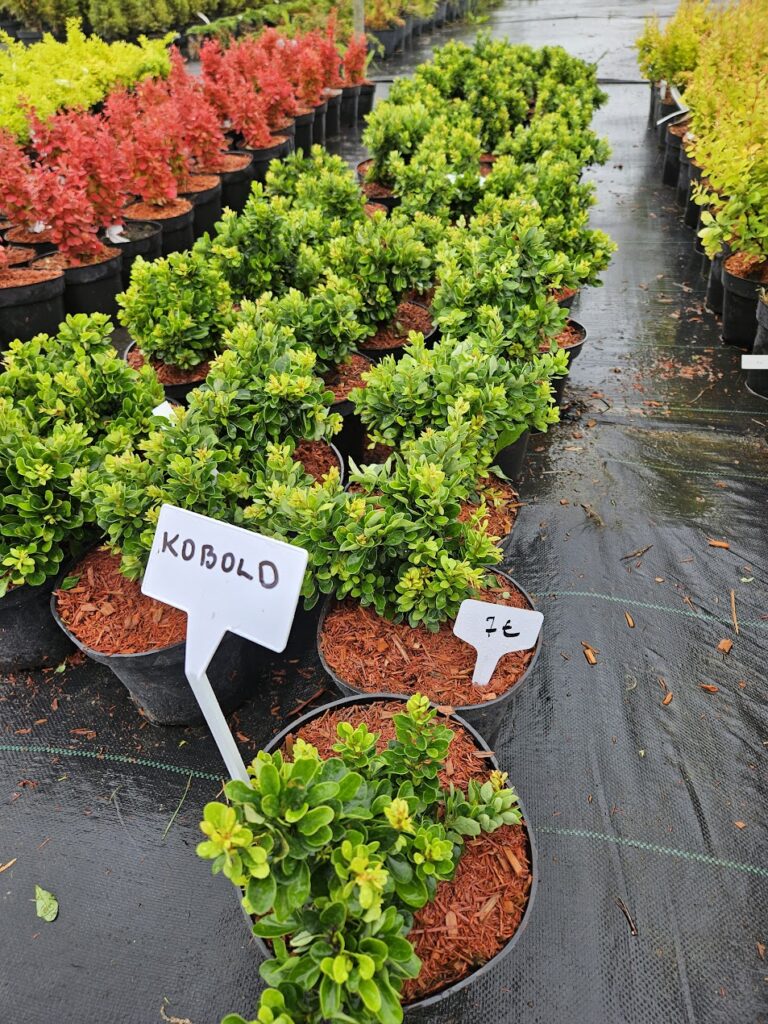 Berberis thunbergii 'Kobold'