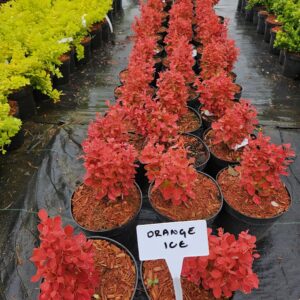 Berberis thunbergii 'Orange Ice'® – kompaktne erkpunane kukerpuu