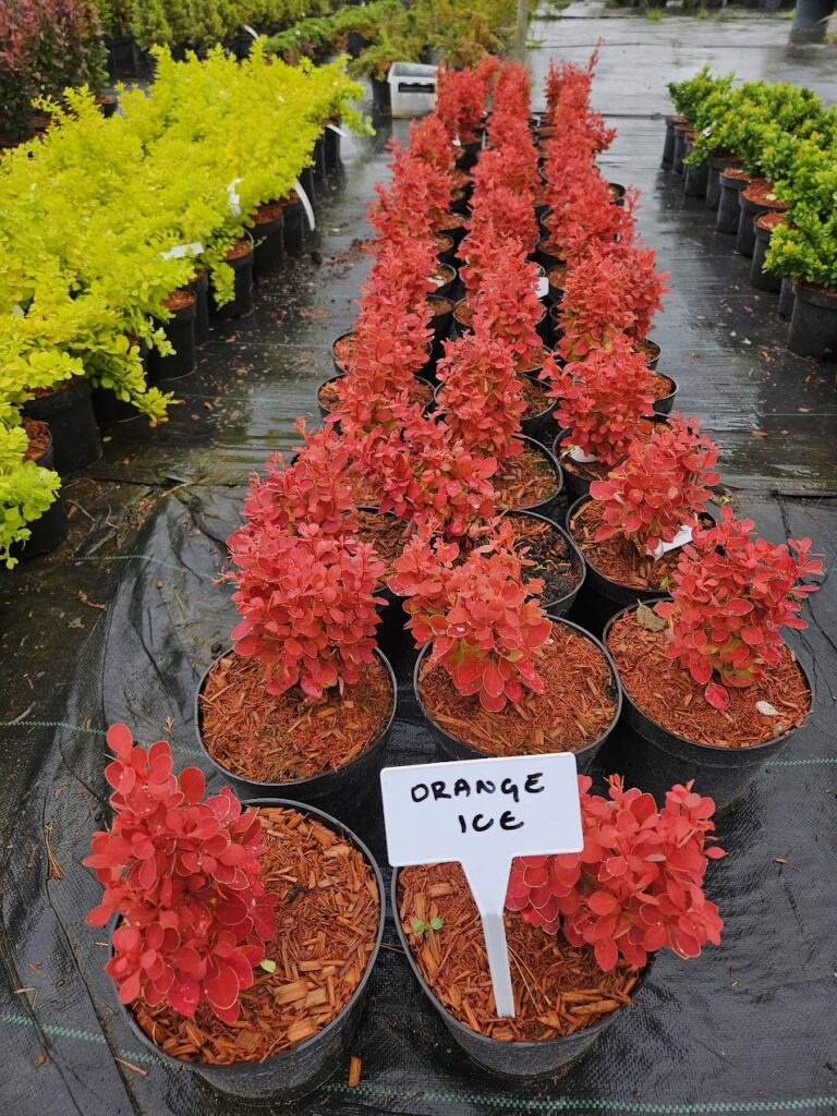 Berberis thunbergii 'Orange Ice'® – kompaktne erkpunane kukerpuu