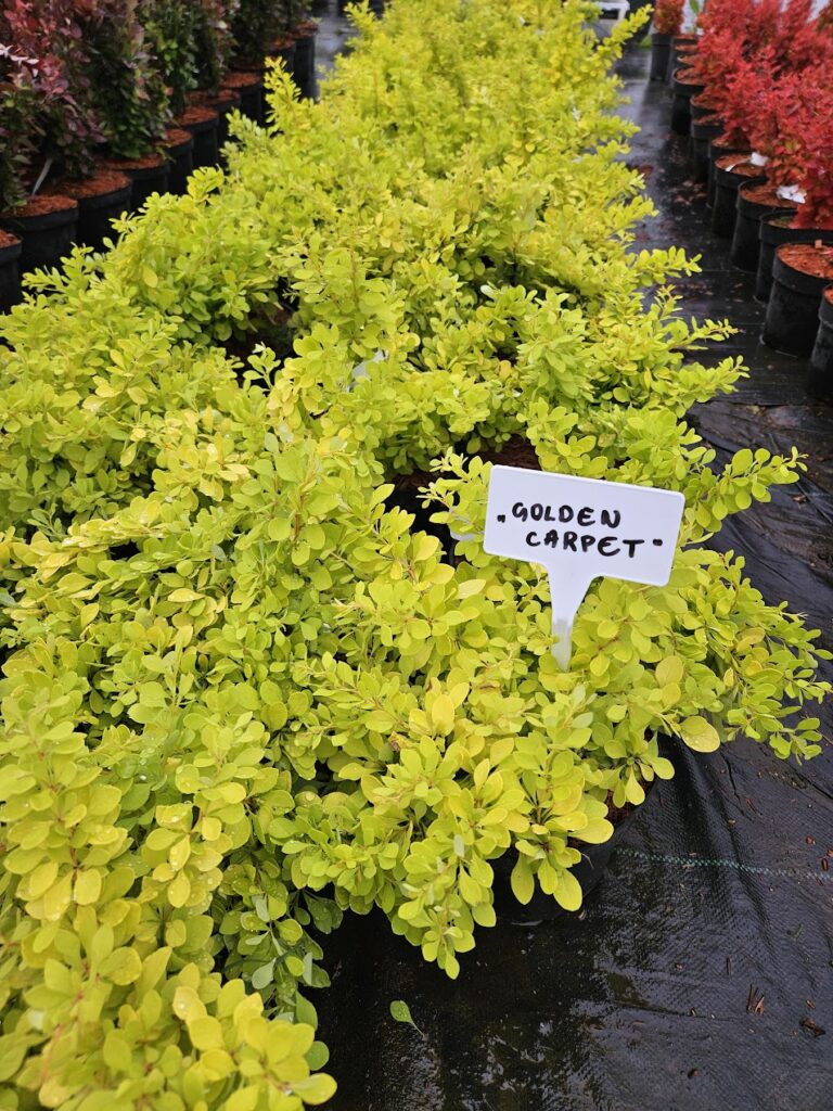 Berberis thunbergii 'Golden Carpet'