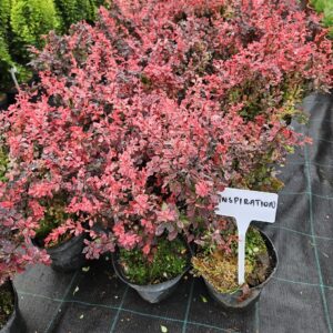 Berberis thunbergii 'Inspiration' kirju punane ja roosa lehestikuga kukerpuu