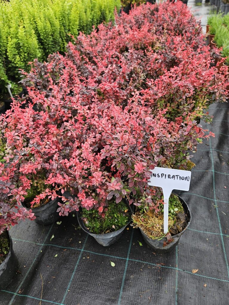 Berberis thunbergii 'Inspiration' kirju punane ja roosa lehestikuga kukerpuu