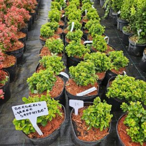 Berberis thunbergii 'Green Sapphire'
