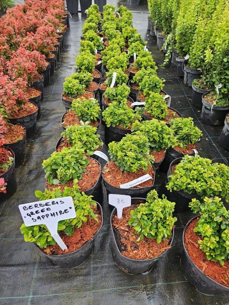 Berberis thunbergii 'Green Sapphire'