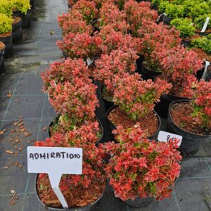 Berberis thunbergii 'Admiration'