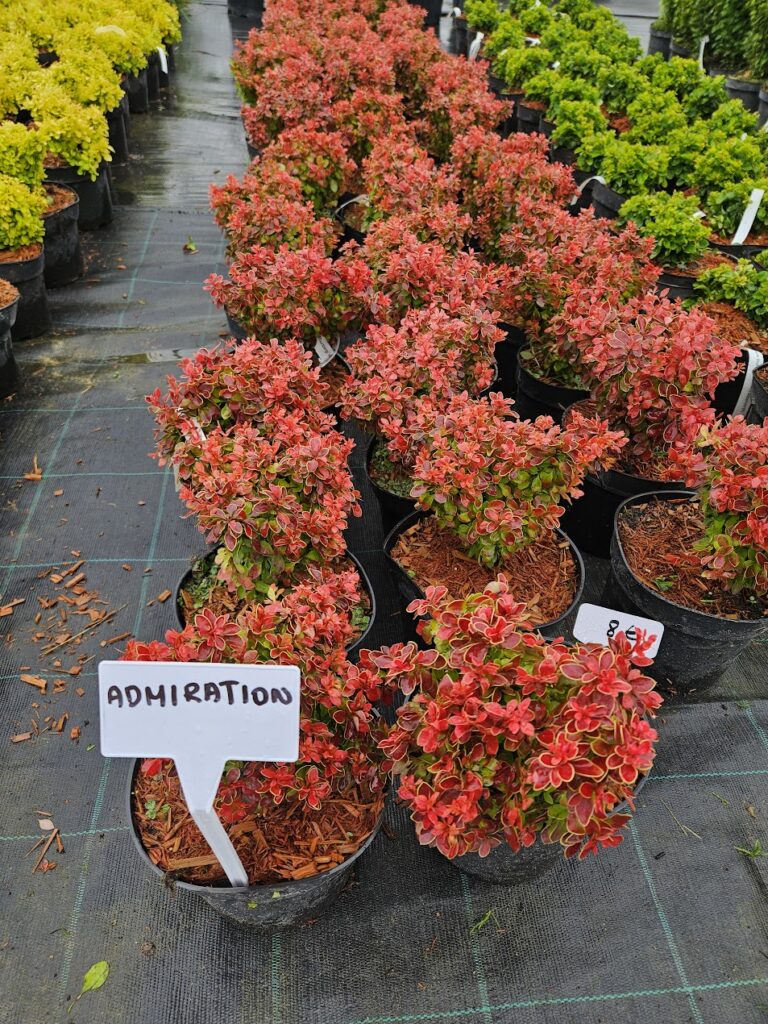 Berberis thunbergii 'Admiration'