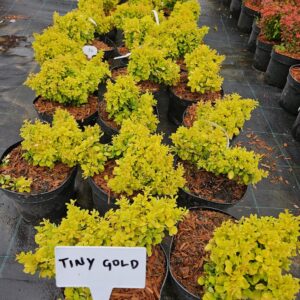 Berberis thunbergii 'Tiny Gold' kollase lehestikuga kompaktne kukerpuu
