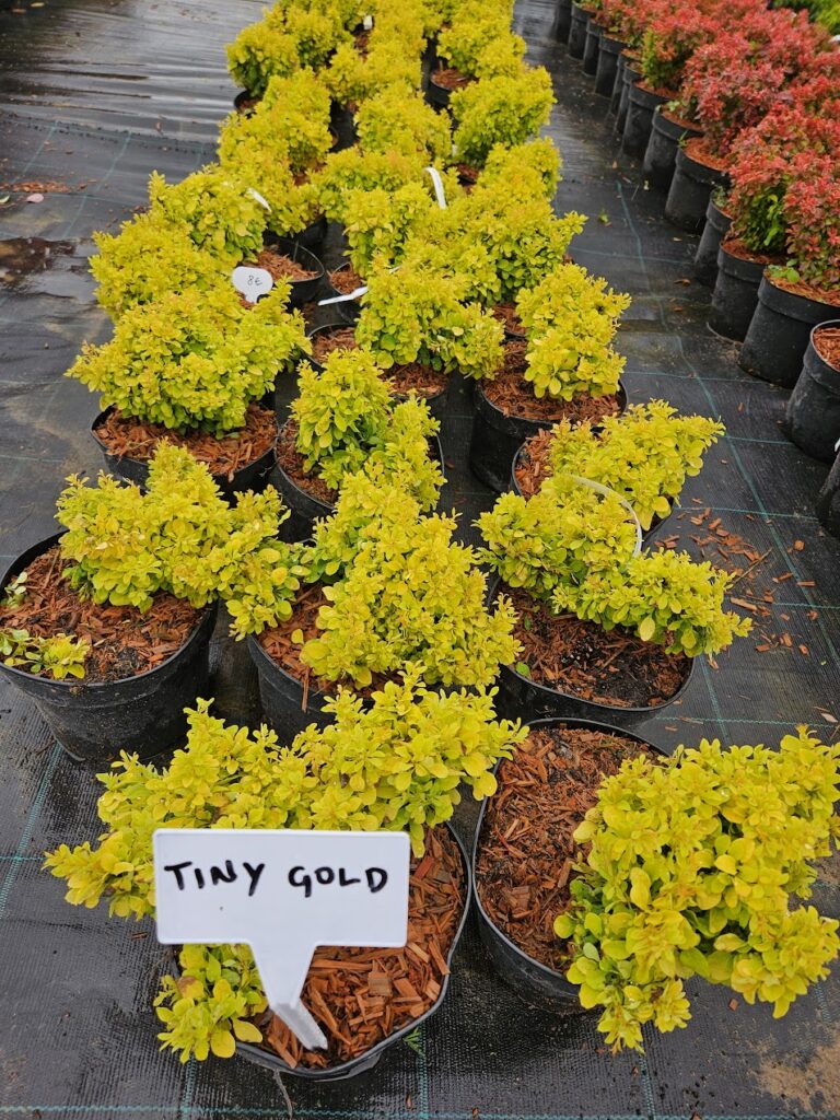 Berberis thunbergii 'Tiny Gold' kollase lehestikuga kompaktne kukerpuu