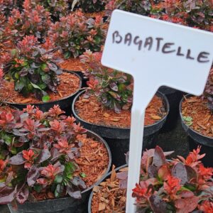Berberis thunbergii 'Bagatelle' tumepunase lehestikuga kompaktne kukerpuu