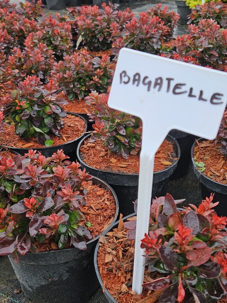Berberis thunbergii 'Bagatelle' tumepunase lehestikuga kompaktne kukerpuu