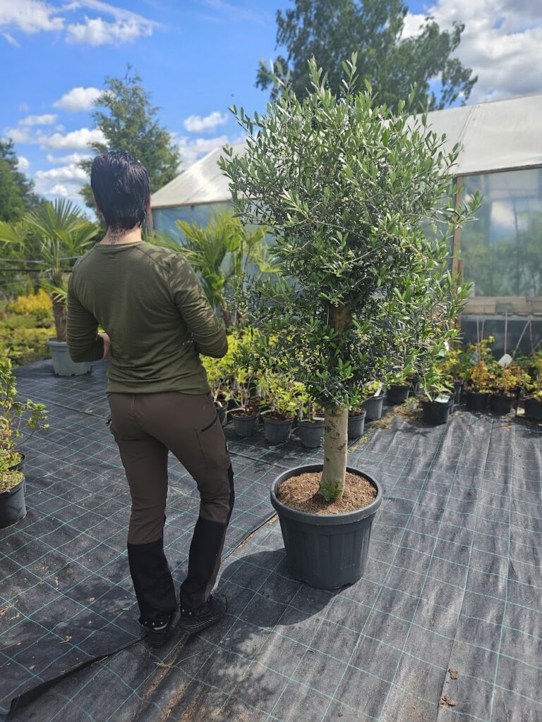 Oliivipuu (Olea europaea)
