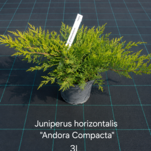 Kadakas Andorra Compacta 3L potis