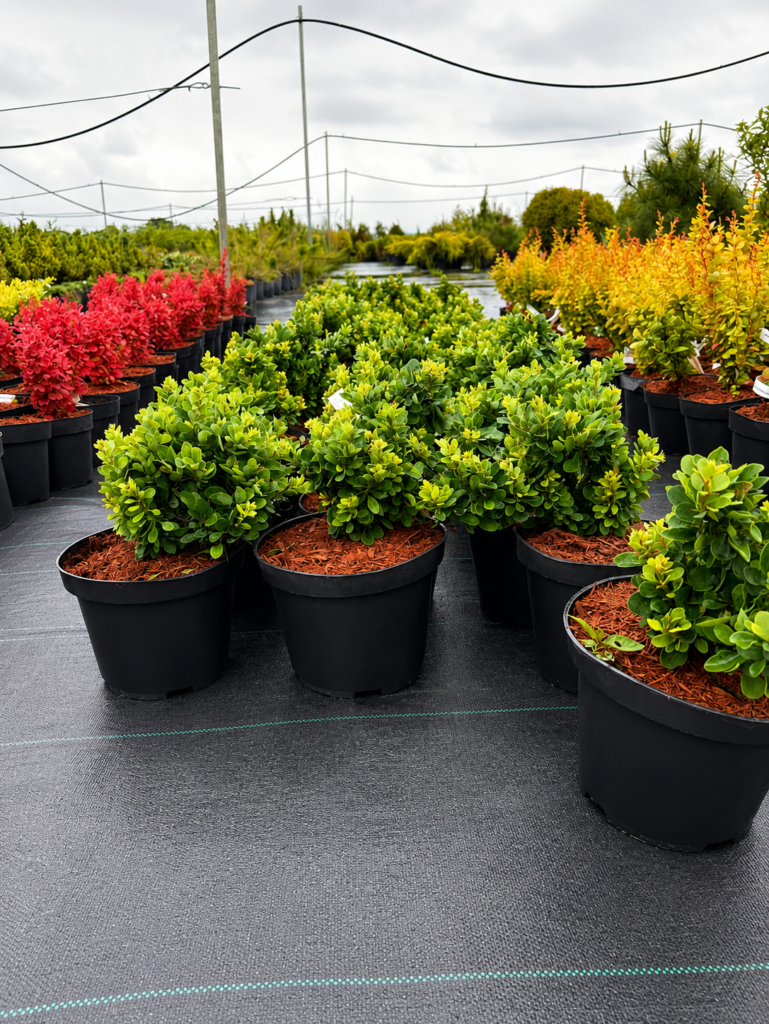 Berberis thunbergii 'Green Sapphire
