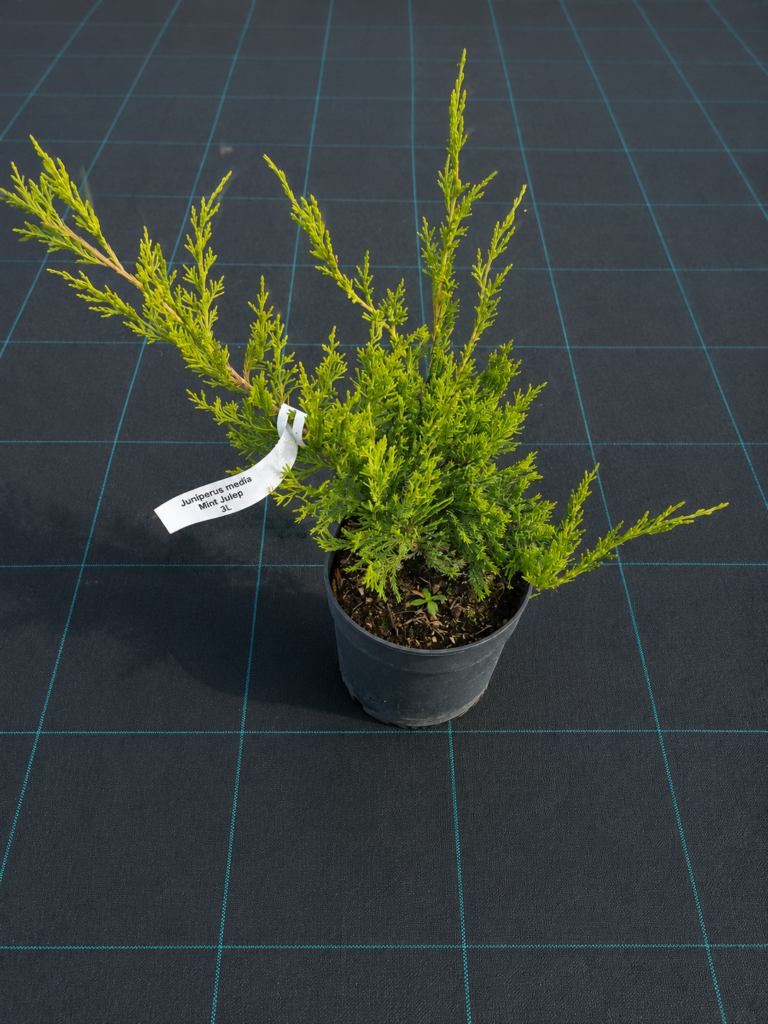 Kadakas Mint Julep 3L