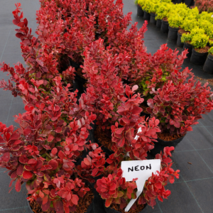 Berberis thunbergii 'Neon' punase lehestikuga dekoratiivne kukerpuu