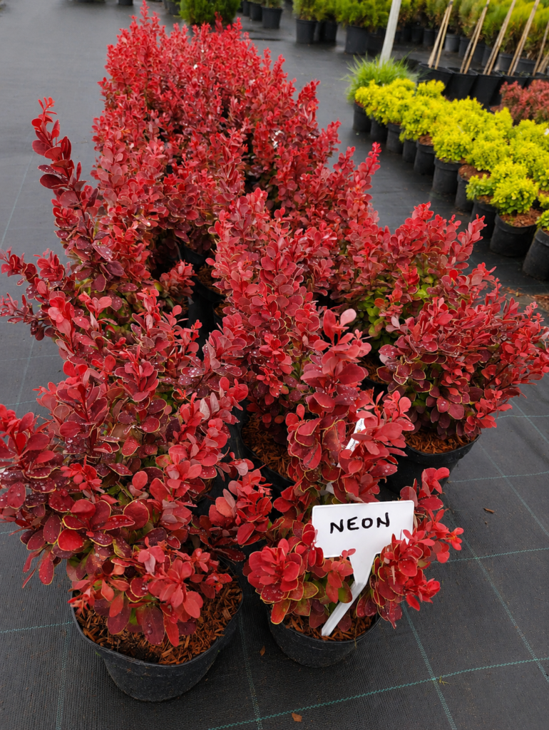 Berberis thunbergii 'Neon' punase lehestikuga dekoratiivne kukerpuu