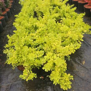Berberis thunbergii 'Golden Carpet'® kollase lehestikuga laiuv kukerpuu
