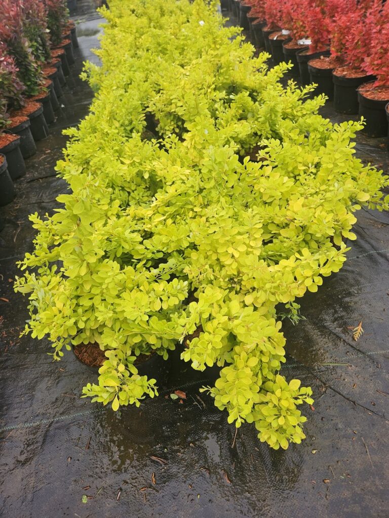 Berberis thunbergii 'Golden Carpet'® kollase lehestikuga laiuv kukerpuu