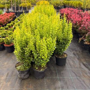 Berberis thunbergii 'Powwow
