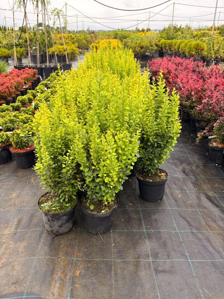 Berberis thunbergii 'Powwow