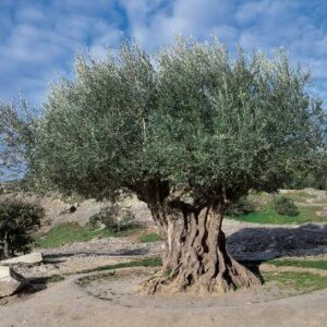 Oliivipuu (Olea europaea) suuremas potis puukoolis, tihedamalt võraga ja dekoratiivse tüvega Vahemere ilupuu.