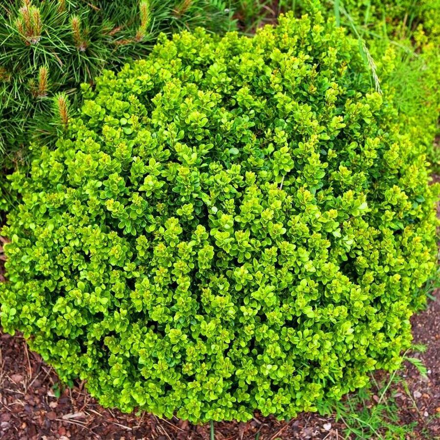 Berberis thunbergii 'Kobold'