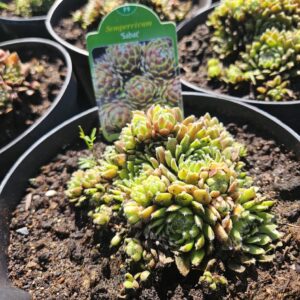 Sempervivum 'Sabat' suur tihe mägisibula padjand mitme rosetiga.