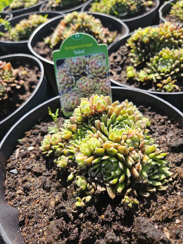Sempervivum 'Sabat' suur tihe mägisibula padjand mitme rosetiga.