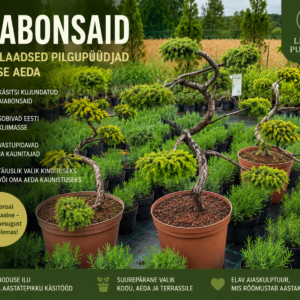Bonsai kadakad ja lehised