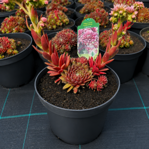 Sempervivum arachnoideum 'Cameleon' 3L potis õitsevate õievarte ja punakate rosettidega.