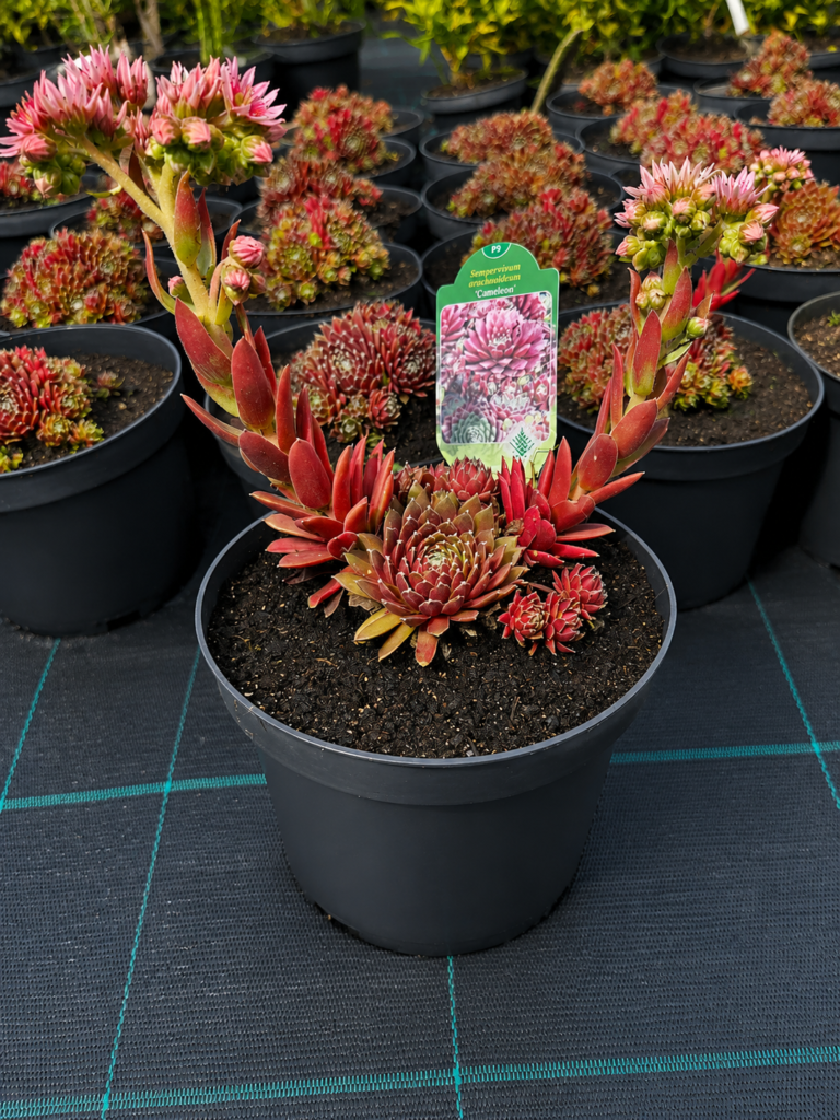 Sempervivum arachnoideum 'Cameleon' 3L potis õitsevate õievarte ja punakate rosettidega.