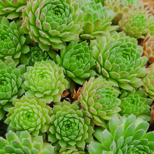 Sempervivum 'Mahogany' õitsev mägisibul suure roseti ja tütartaimedega