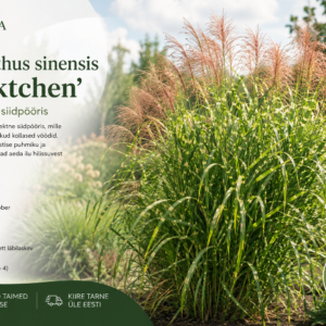 Miscanthus sinensis 'Punktchen' dekoratiivne siidpööris kollaste ristiviöödiliste lehtedega