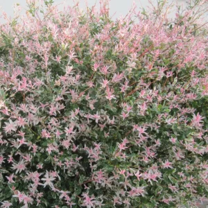 Salix integra 'Hakuro-nishiki' – roosa-valge lehestikuga Jaapani kirju paju