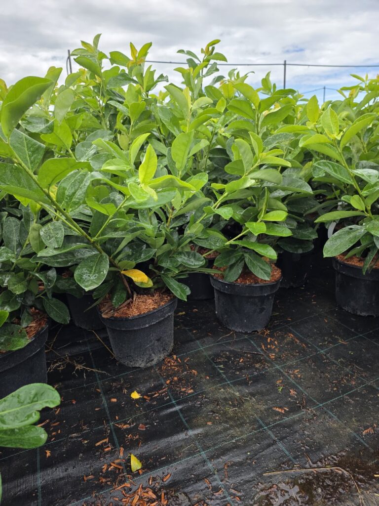 Loorberkirsipuu Rotundifolia 5 L potis, hind 15 €. Kiirekasvuline igihaljas hekitaim. Müügil Levala Puukoolis, transport üle Eesti.