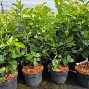 Loorberkirsipuu Rotundifolia 5 L potis – Levala Puukool