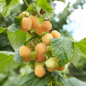 Vaarikas Golden Queen kuldkollaste viljadega