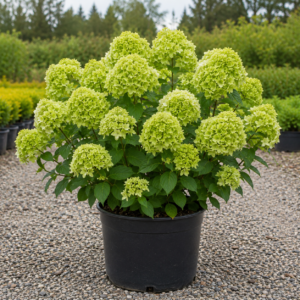 Aedhortensia Living Little Apple 10 L potis – Levala Puukool