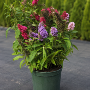 Roosade ja lillade õitega Butterfly Candy Little Tricolor potis